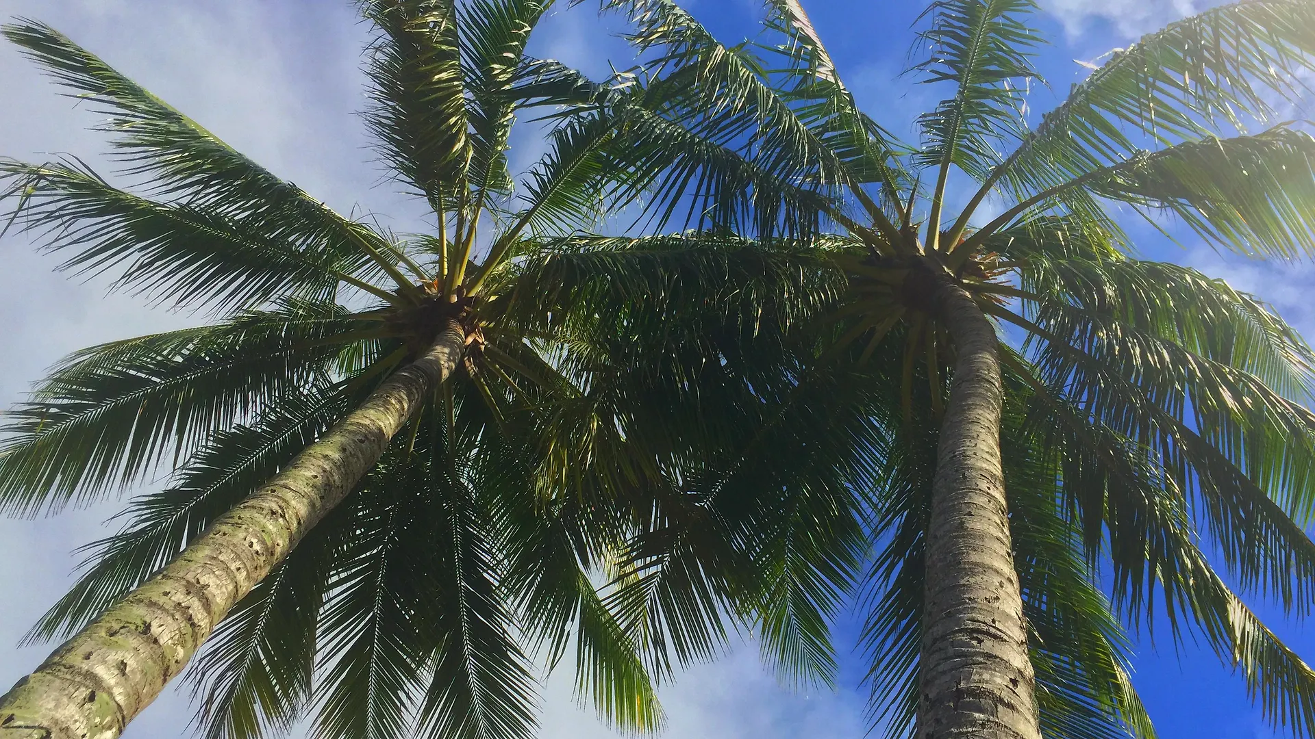 The Reef Retreat Palm Cove Hotel